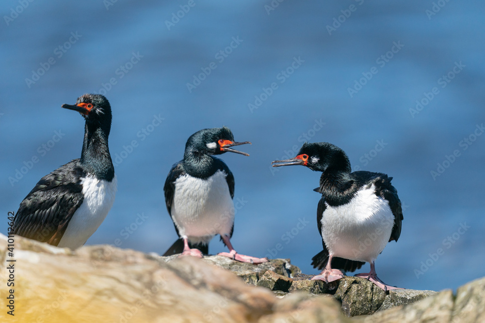 Fototapeta premium The Rock shag or Magellanic cormorant (Phalacrocorax magellanicus)
