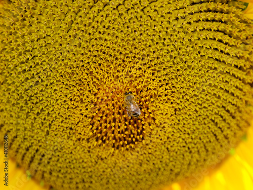 sunflower and bee close up