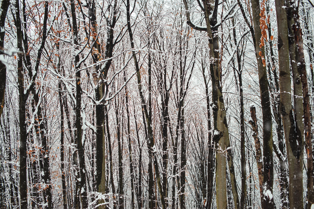 Fototapeta premium Winter forest covered by mist. Snow beautiful forest. Winter weather.