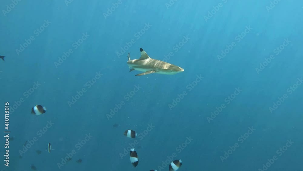 ein Schwarzspitzen-Riffhai schwimmt in einem Korallenriff auf den Malediven
ein Schwarzspitzen-Riffhai schwimmt in einem Korallenriff auf den Malediven