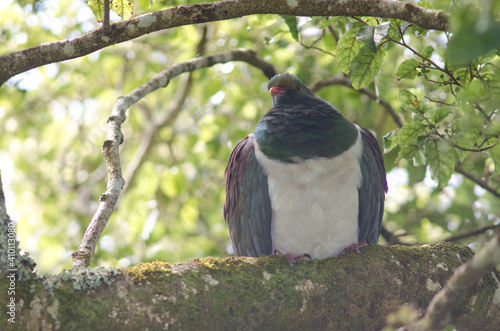 New Zealand pigeon Hemiphaga novaeseelandiae. Stewart Island. New Zealand. photo