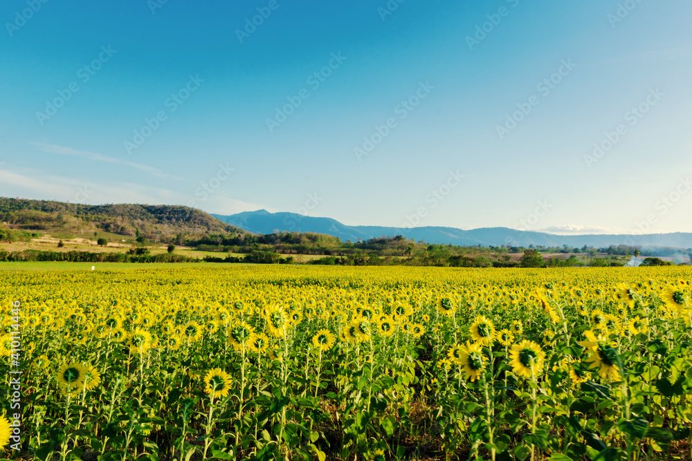 Landscape nature of flower fields and mountains. beautiful field sunflower bright blue sky on  hill