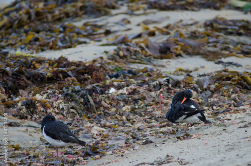 South Island oystercatchers Haematopus finschi. Oban. Stewart Island. New Zealand. photo