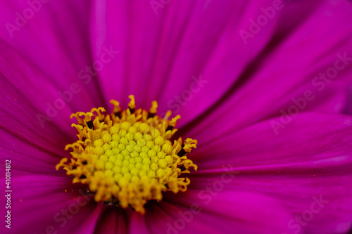 close up of pink flower