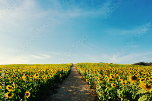 Fototapeta Naklejka Na Ścianę i Meble -  Beautiful sunflower close up. Sunflower fields, bright blue sky background with copy space
