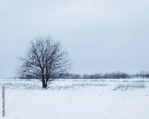 Wallpaper Mural tree in the snow Torontodigital.ca
