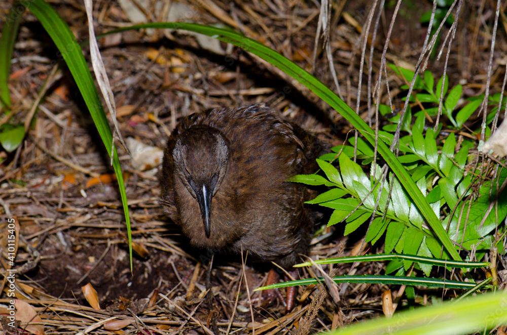 Stewart Island weka Gallirallus australis scotti. Ulva Island. Rakiura National Park. New Zealand.