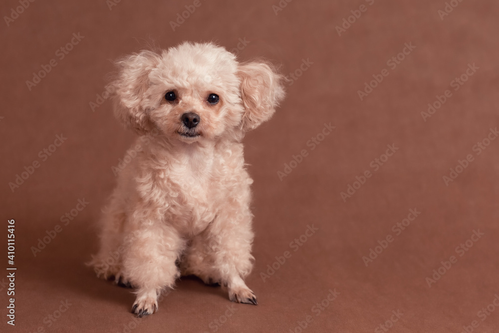 little cute curly peach brown poodle dog lies on brown surface little cute curly peach brown poodle dog lies on brown surface