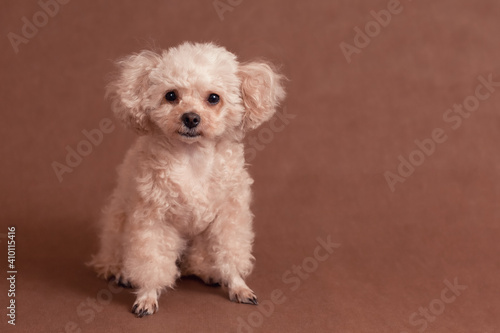 little cute curly peach brown poodle dog lies on brown surface