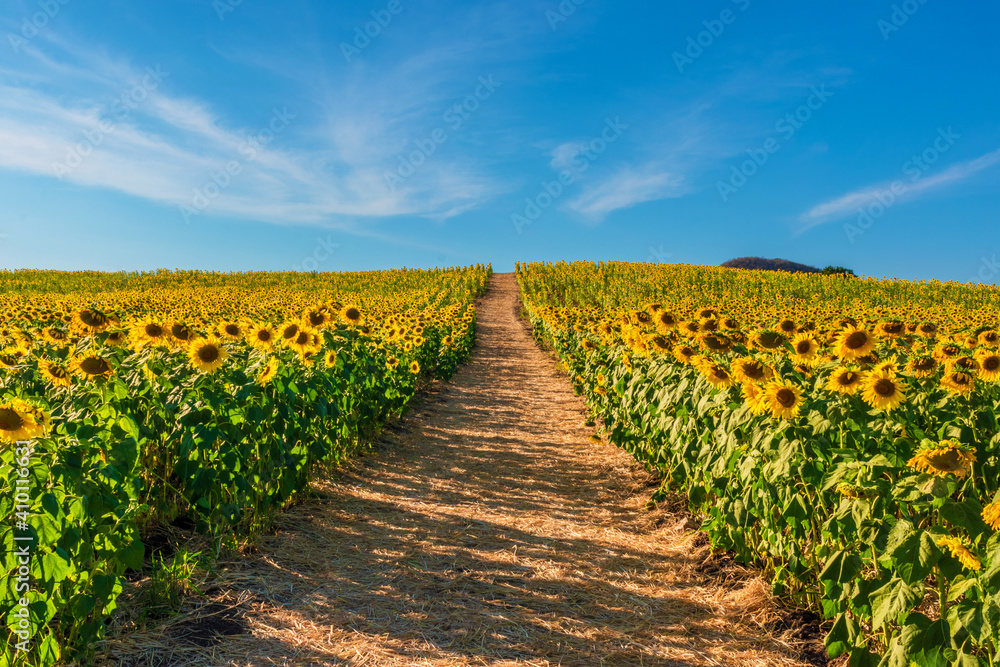 sunflower field