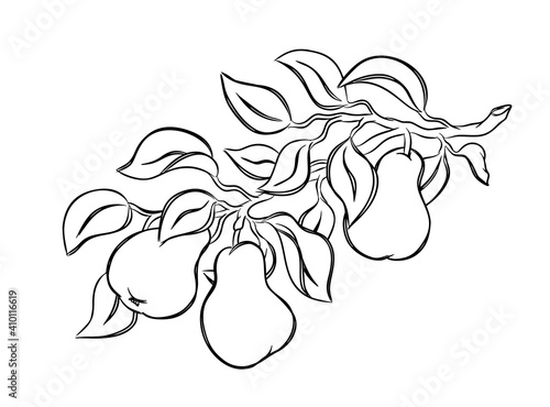 Pears on branch with leaves, black sketch. Hand drawn contour clipart of garden fruit. Graphic illustration for farm product packaging. Botanic element, print, tattoo, poster. Linear isolated vector