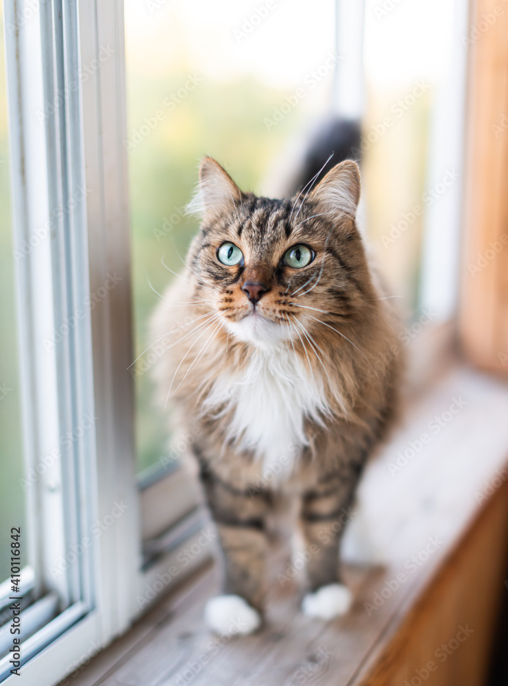 cat stand on a windowsill.