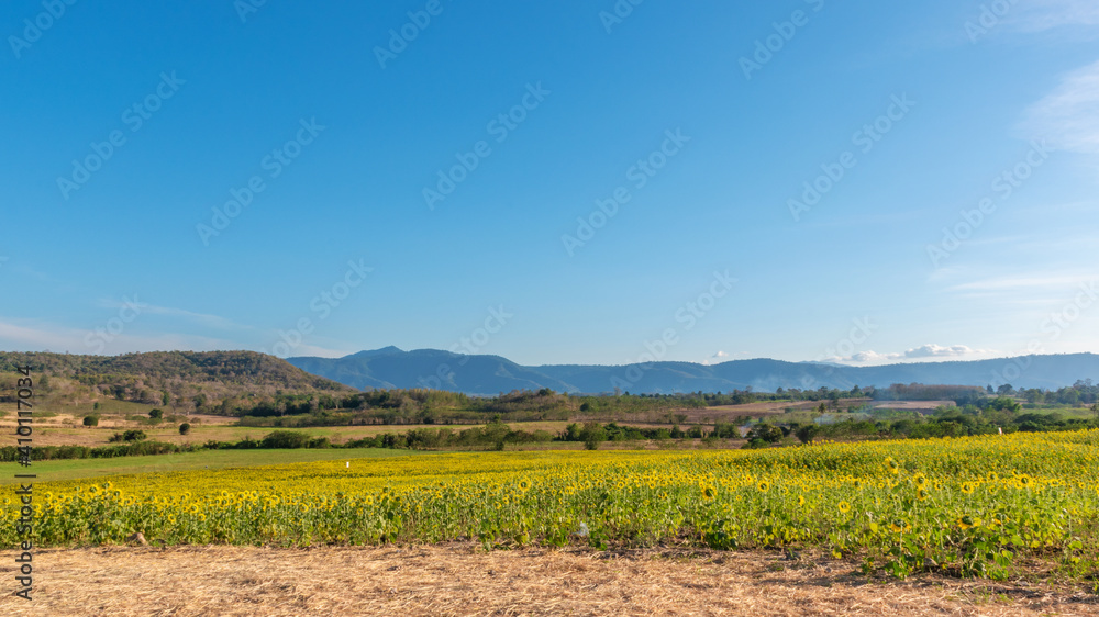 Fototapeta premium Landscape nature of flower fields and mountains. beautiful field sunflower bright blue sky on hill