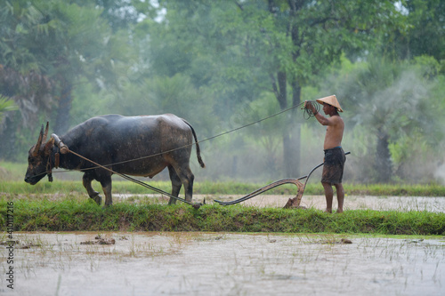 The Farmer planting on the organic paddy rice farmland,thailand