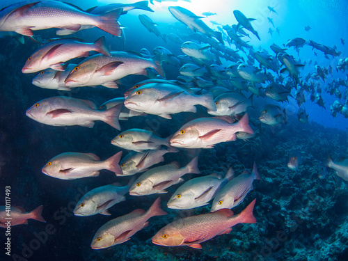 Massive school of Two spot red snapper (Ras Mohammed, Sharm El Sheikh, Red Sea, Egypt)