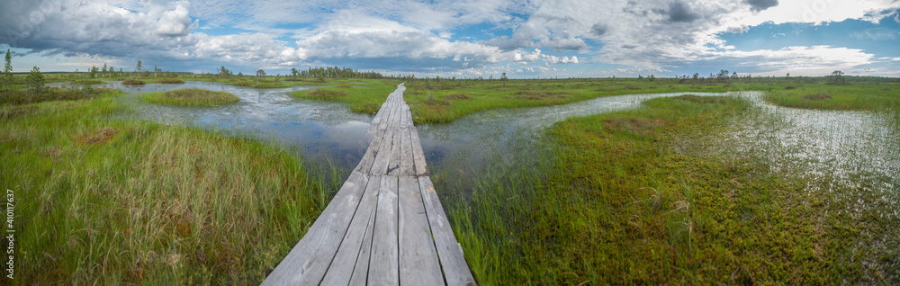 Obraz premium wood flooring in the swamp.