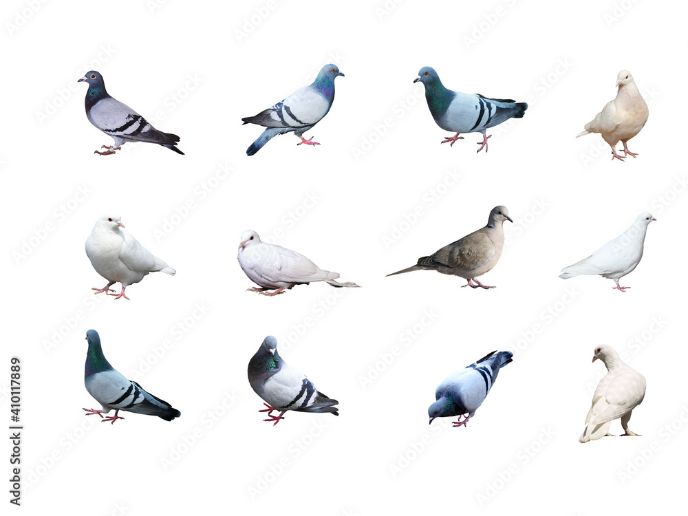 Fototapeta premium pigeons on a white