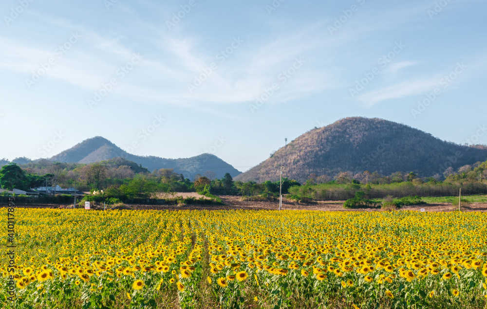 Landscape nature of flower fields and mountains. beautiful field sunflower bright blue sky on  hill