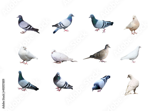 pigeons on a white