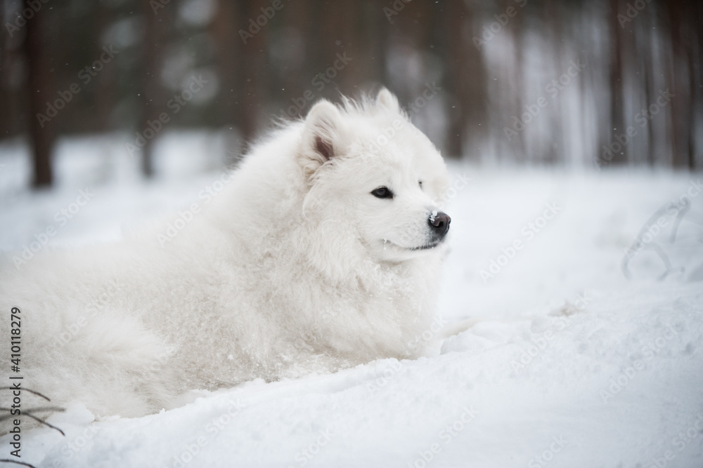 Beautiful fluffy Samoyed white dog is in the winter forest Beautiful fluffy Samoyed white dog is in the winter forest