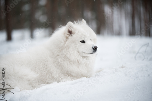 Beautiful fluffy Samoyed white dog is in the winter forest