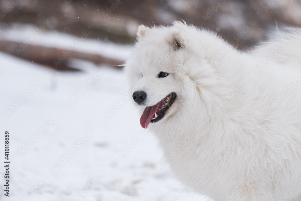 Samoyed white dog muzzle close up is on Baltic sea beach