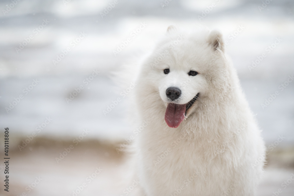 Fototapeta premium Samoyed white dog muzzle close up is on Baltic sea beach