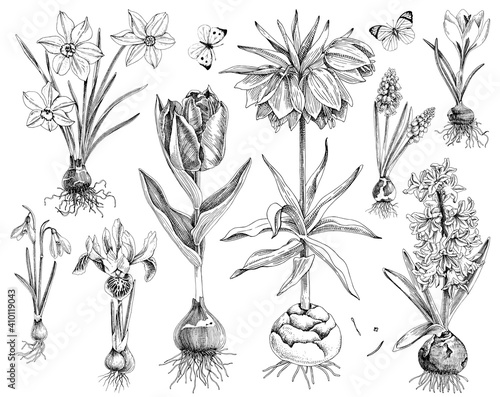 Hnand drawn spring bulbous flowers