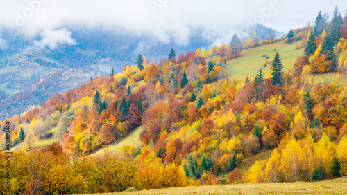 Colorful forests in the warm Carpathian mountains covered with thick gray fog