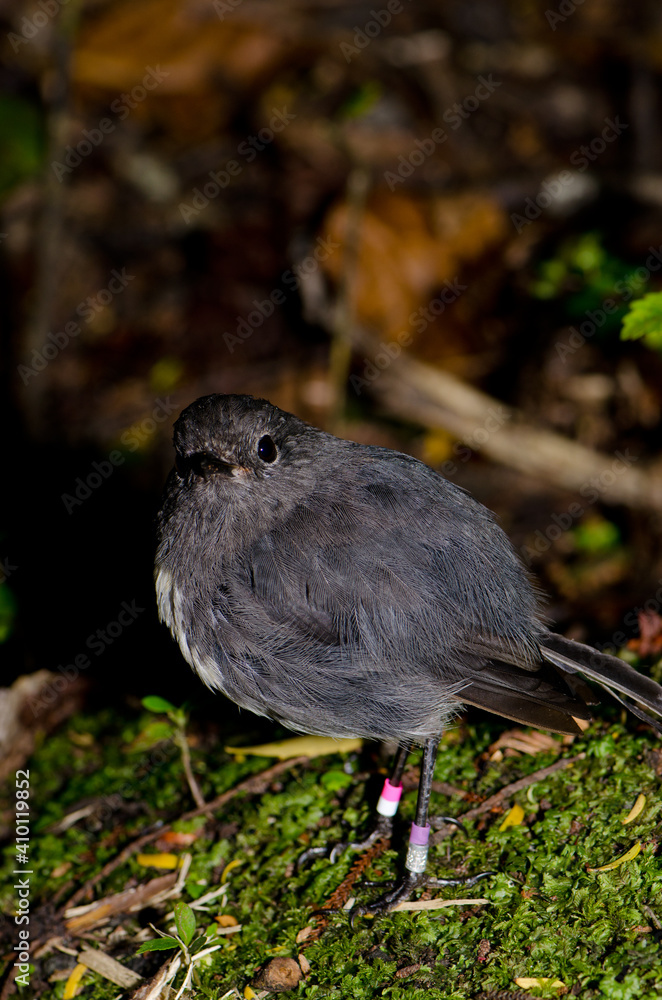 Obraz premium Stewart Island robin Petroica australis rakiura. Ulva Island. Rakiura National Park. New Zealand.