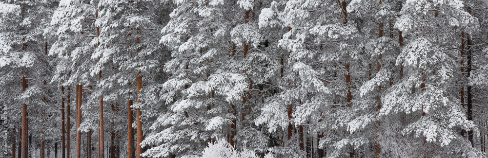 .trees crystallized from the cold in Lapland .trees crystallized from the cold in Lapland
