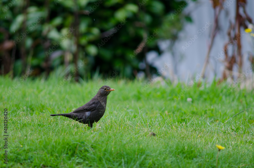 Female common blackbird Turdus merula. Oban. Stewart Island. New Zealand. Female common blackbird Turdus merula. Oban. Stewart Island. New Zealand.
