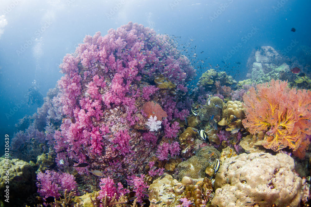 Fototapeta premium A beautiful, brightly colored tropical coral reef in a tropical ocean.