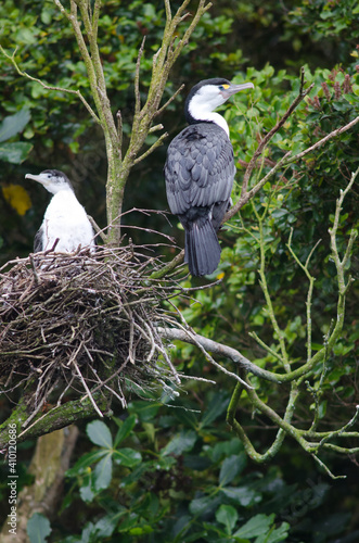 Australian pied cormorants Phalacrocorax varius. Adult and chick in the nest. Stewart Island. Rakiura National Park. New Zealand. photo