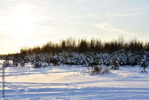 Pine and fir forest covered with snow after strong snowfall. Snow covered green pine trees on the background of sunset and blue sky. Awesome winter landscape. Snow-covered wild forest