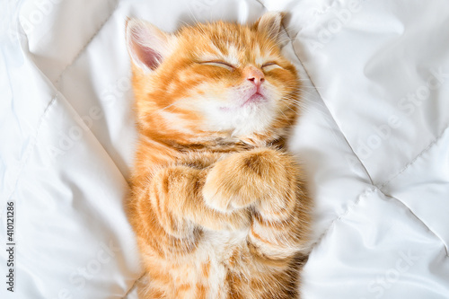 Portrait of a cute kitten scottish straight sleeping on the bed