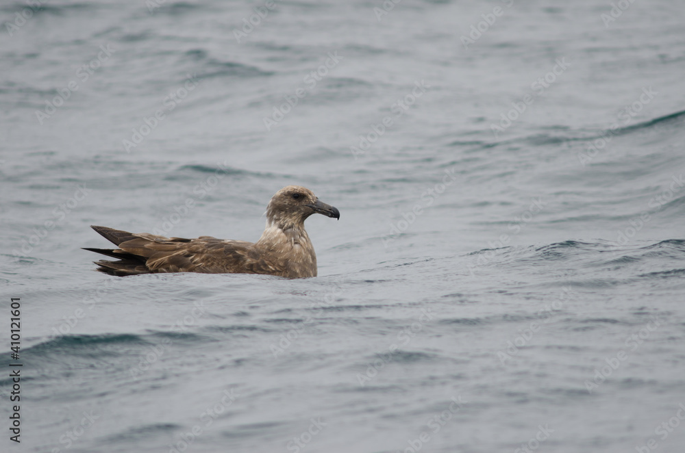 Parasitic jaeger Stercorarius parasiticus. Juvenile. Stewart Island offshore. New Zealand. Parasitic jaeger Stercorarius parasiticus. Juvenile. Stewart Island offshore. New Zealand.