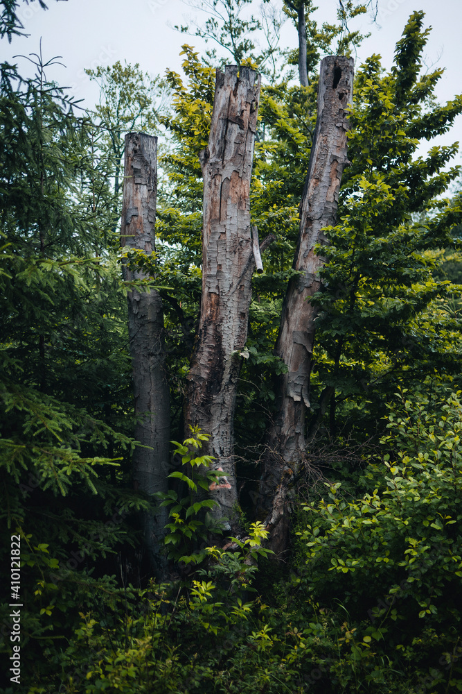 Fototapeta premium leaves natural structure pattern