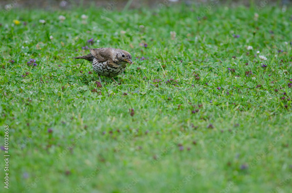 Fototapeta premium Song thrush Turdus philomelos clarkei with food in its beak. Oban. Stewart Island. New Zealand.