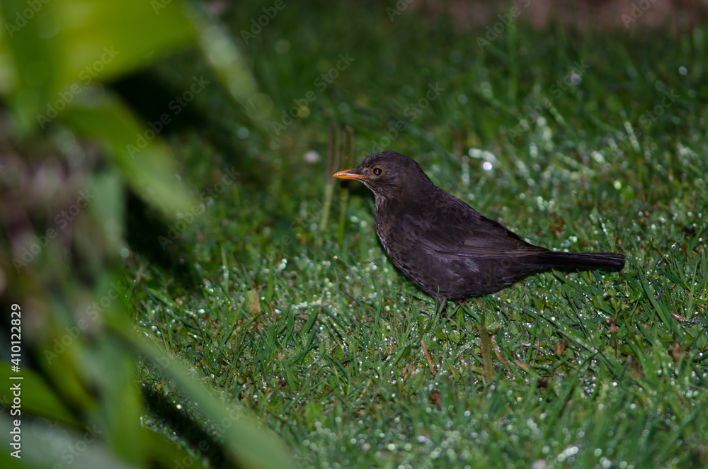 Fototapeta premium Female common blackbird Turdus merula. Oban. Stewart Island. New Zealand.