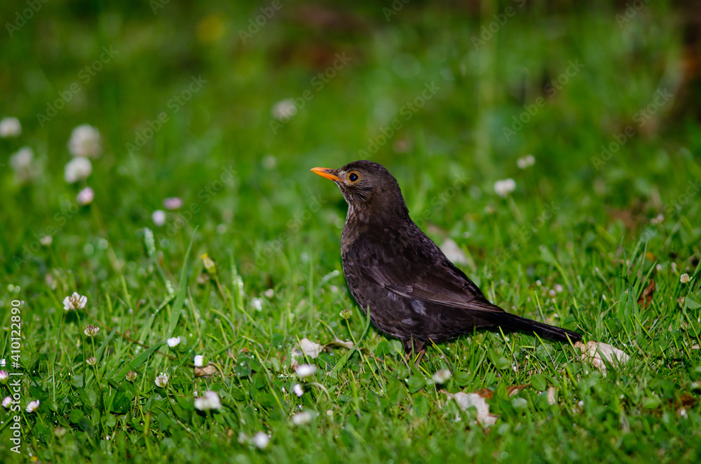 Female common blackbird Turdus merula. Oban. Stewart Island. New Zealand. Female common blackbird Turdus merula. Oban. Stewart Island. New Zealand.