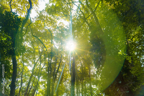 Beautiful rain forest with bright sun rays flares through tree branches - wanderlust  abstract nature.