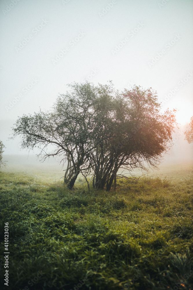 tree fog morning mystical