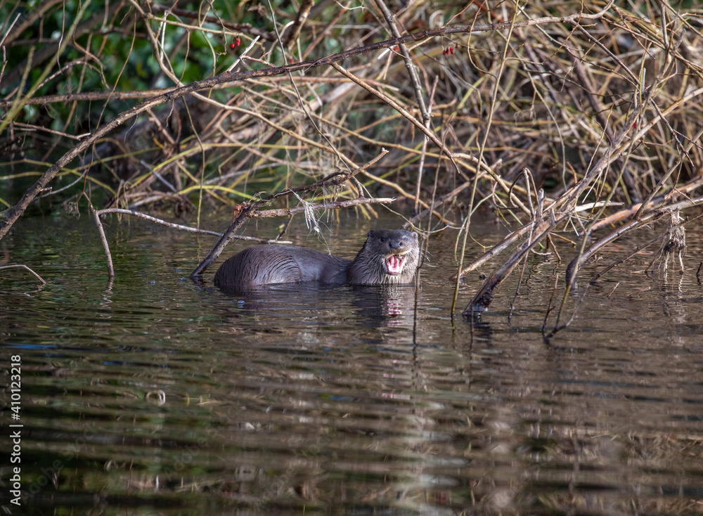 Common otter, lutra lutra, close up of head and body while resting outside water on a Scottish river during winter.