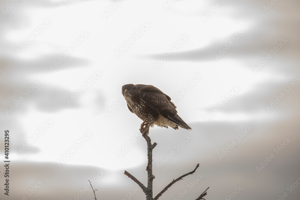 Common buzzard, Buteo buteo, close up perched within a tree with branches and twigs background taken during winter in scotland.