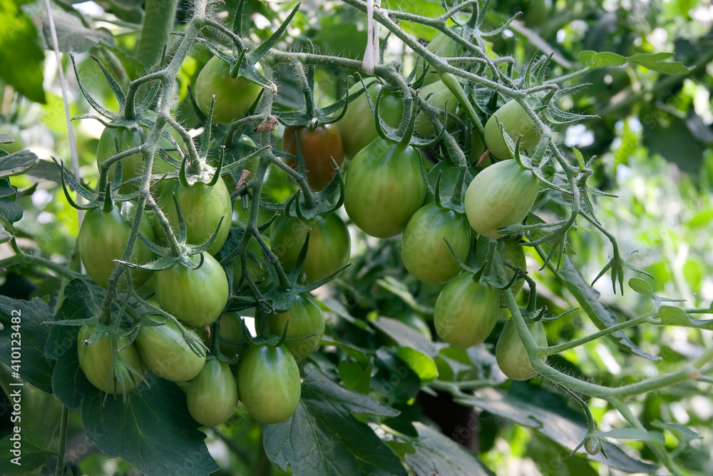 Tomatoes in the greenhouse with the green fruits. The green tomatoes on a branch.