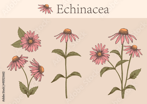 hand-drawn image of echinacea flowers with stems and leaves.botanical illustration. Healing Herbs