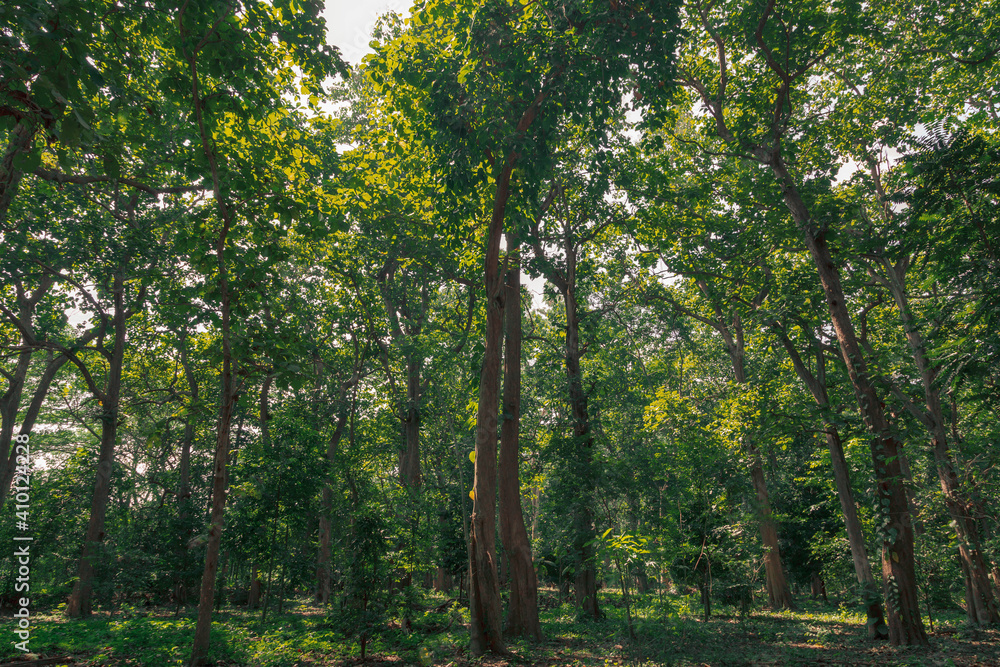 Obraz premium green forest landscape in spring time and green moss, sun light shining through the woods