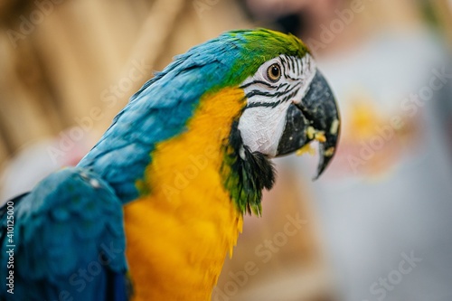 blue and yellow macaw © Jana