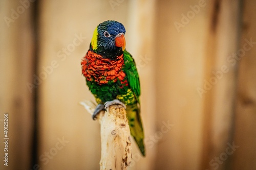 Bilde på lerret Lorikeet